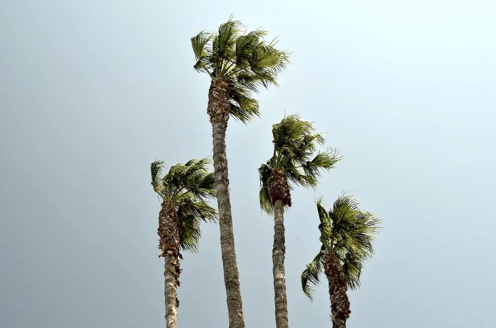 How Can I Buy Wind Insurance for a Florida Coastal Property?
